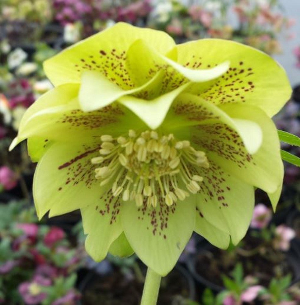 Helleborus x hybridus double green spotted | Farmyard Nurseries