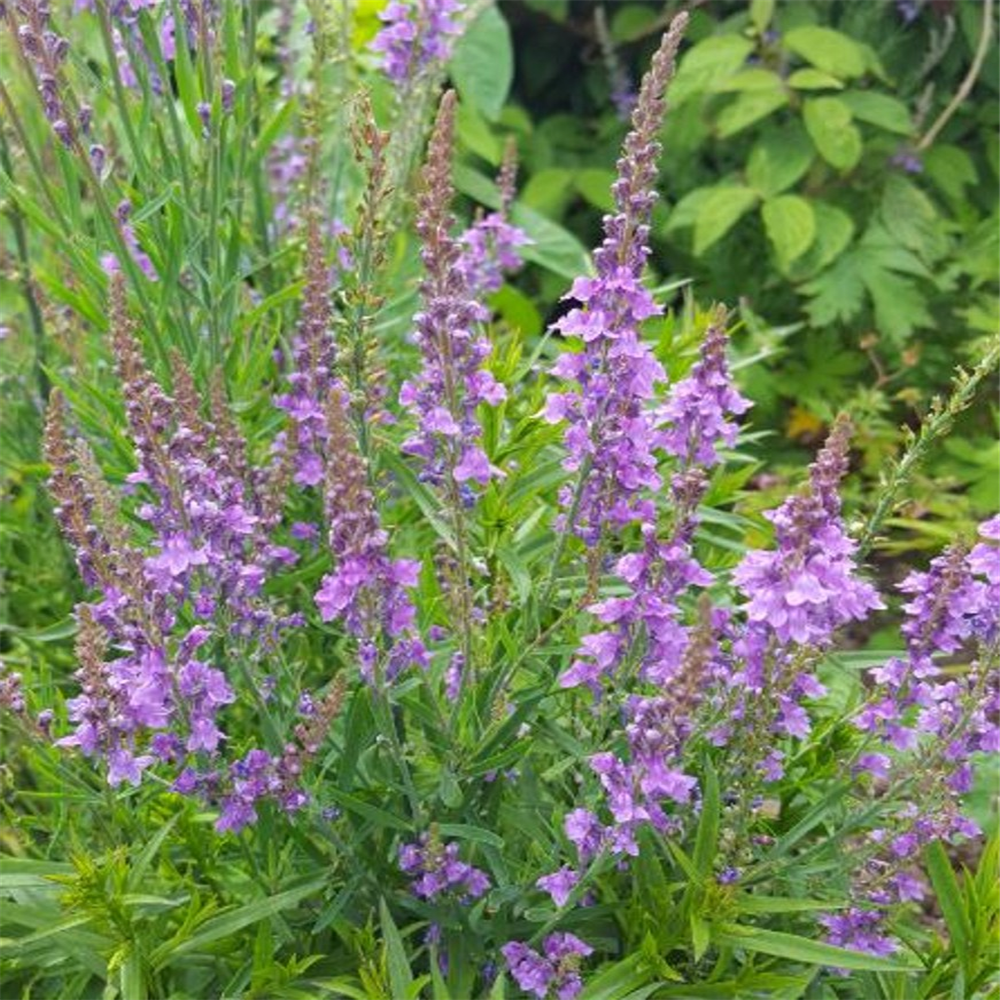 Linaria Purpurea Mixed Colours 