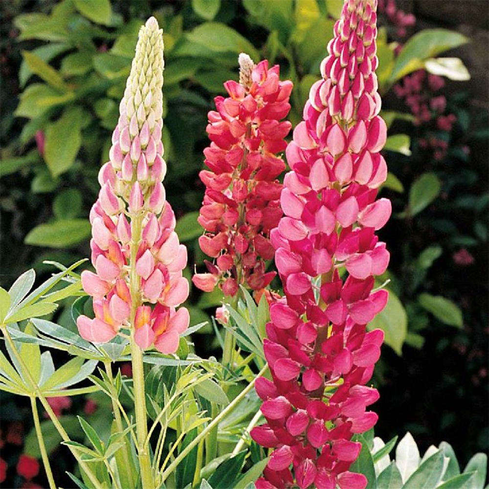 Lupin 'Gallery Red' | Farmyard Nurseries