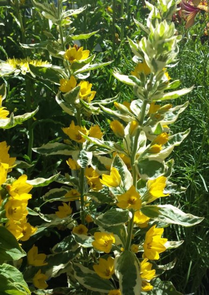 Lysimachia punctata 'Alexander' | Farmyard Nurseries