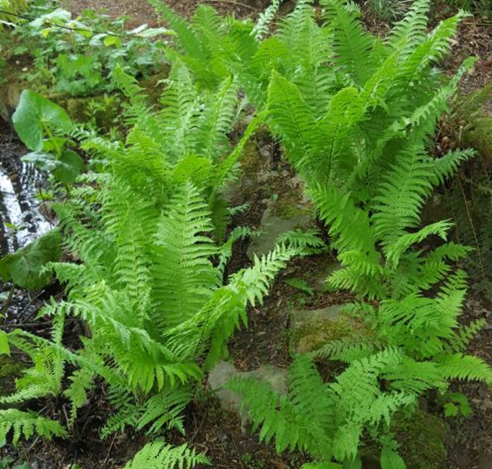 Matteuccia struthiopteris | Farmyard Nurseries