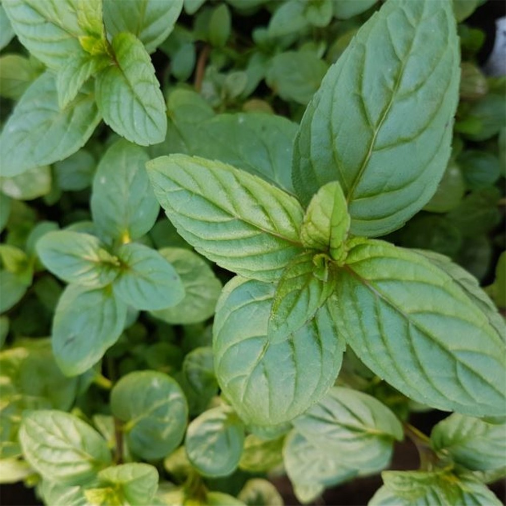 Herb Mint - Black Mitcham (M piperita forma rubescens | Farmyard Nurseries