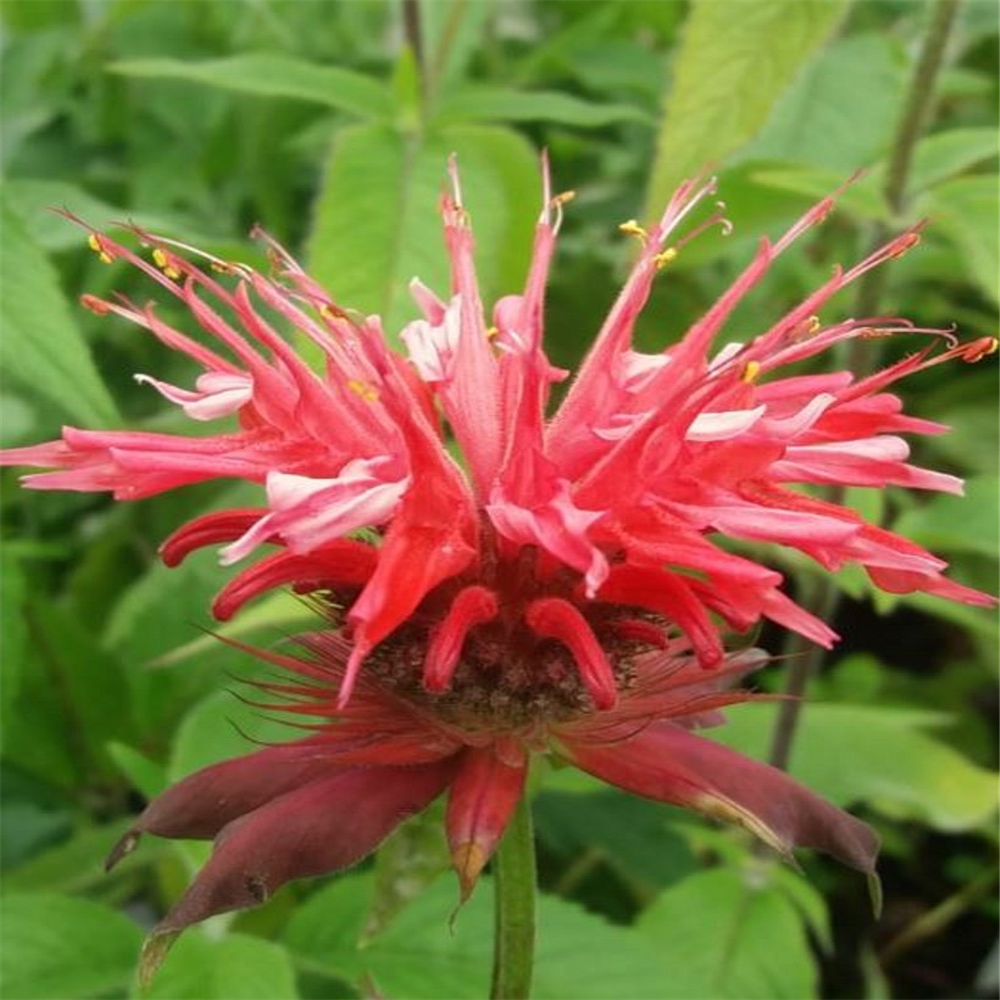 Monarda 'Shelley' | Farmyard Nurseries