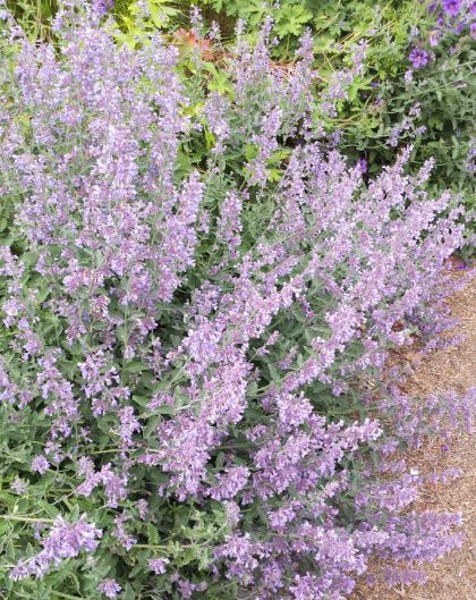 Nepeta 'Six Hills Giant' | Farmyard Nurseries