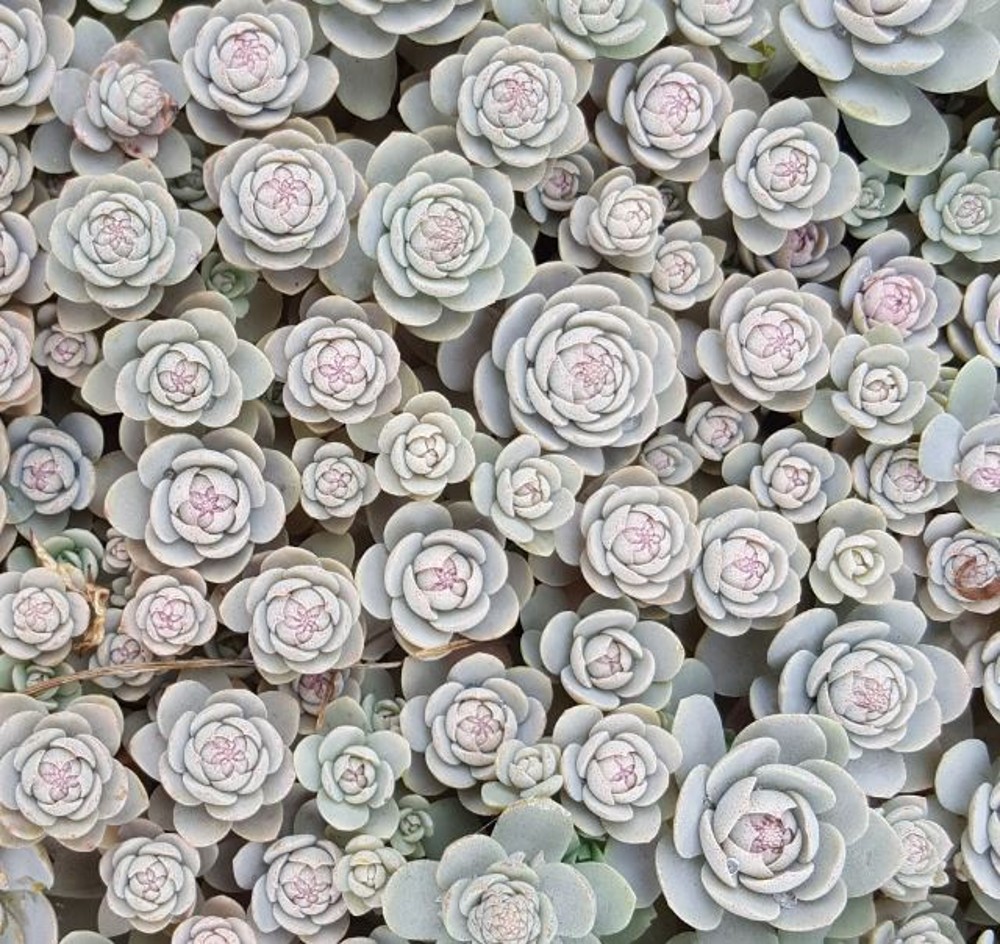 Orostachys furusei | Farmyard Nurseries