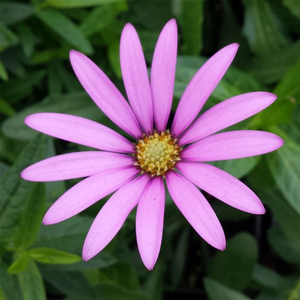 Osteospermum compactum | Farmyard Nurseries