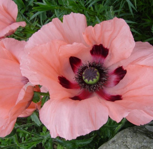 Papaver orientale 'Pizzicato' | Farmyard Nurseries