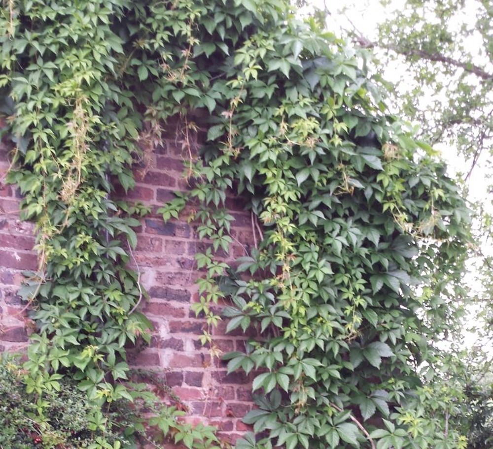 Parthenocissus quinquefolia | Farmyard Nurseries