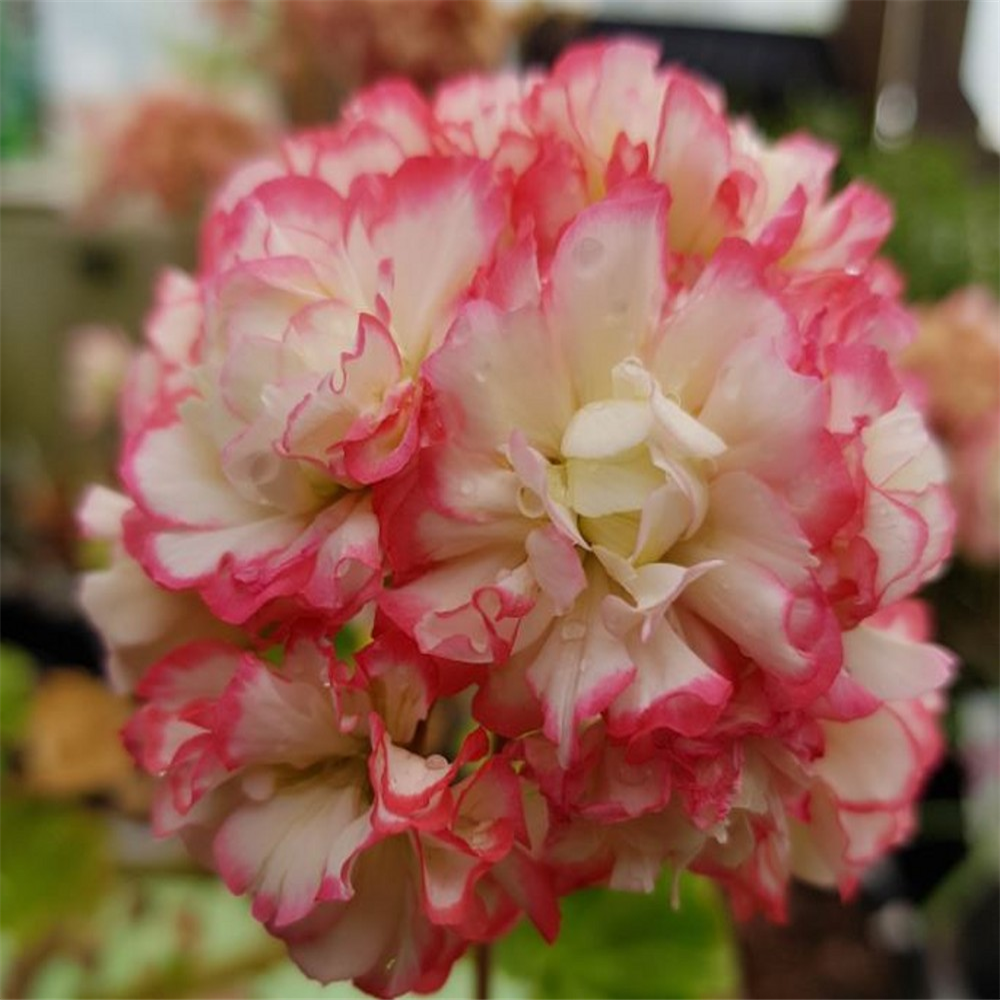 Pelargonium 'Appleblossom' | Farmyard Nurseries