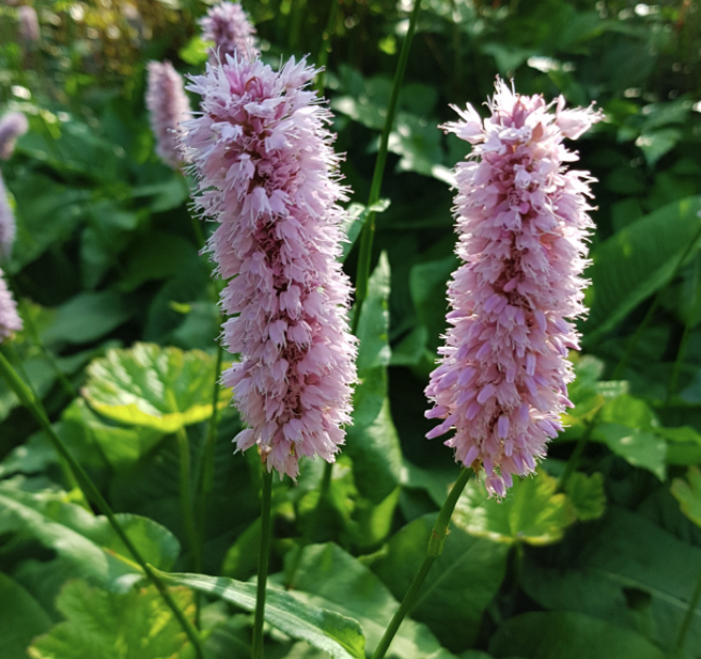 Persicaria bistorta 'Superba' | Farmyard Nurseries