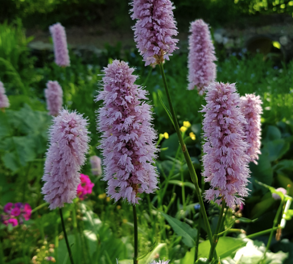 Persicaria bistorta 'Superba' | Farmyard Nurseries