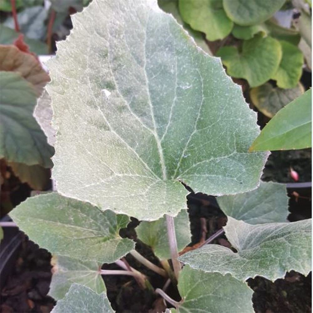 Petasites paradoxus | Farmyard Nurseries