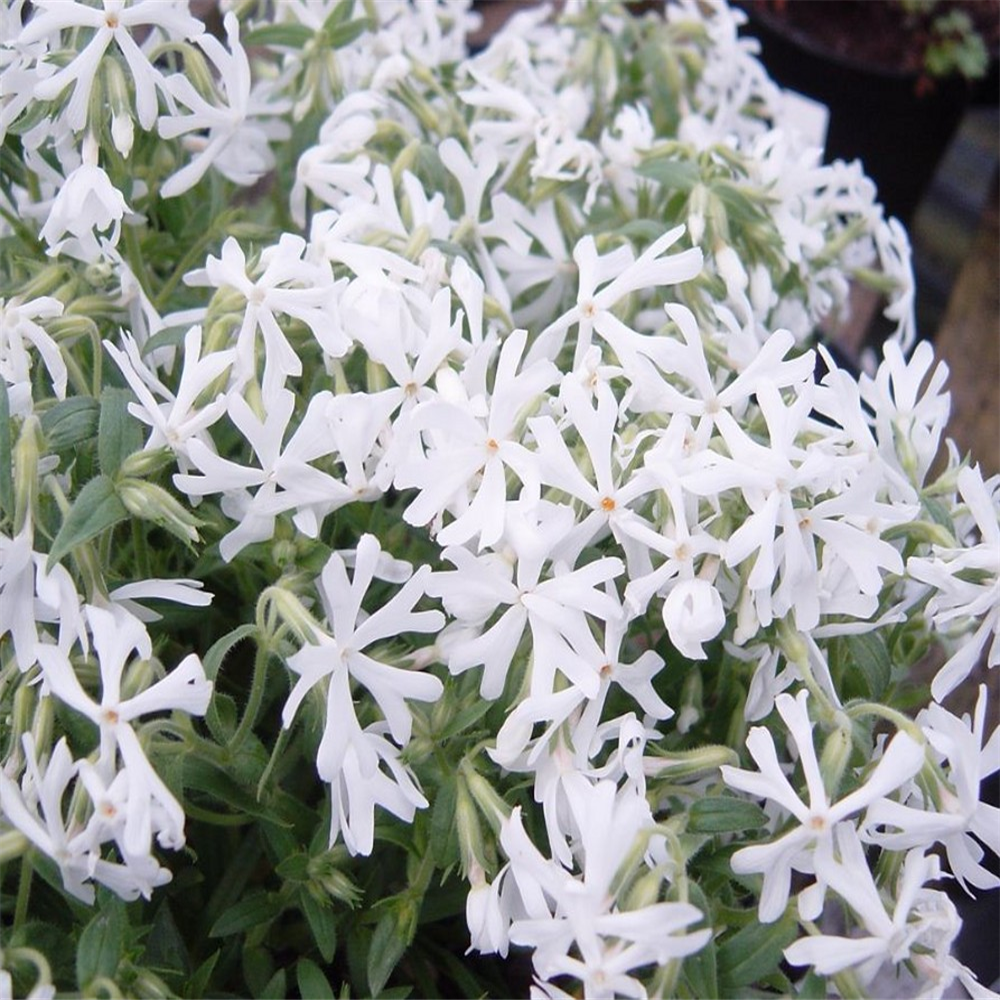 Phlox douglasii 'Ice Mountain' | Farmyard Nurseries