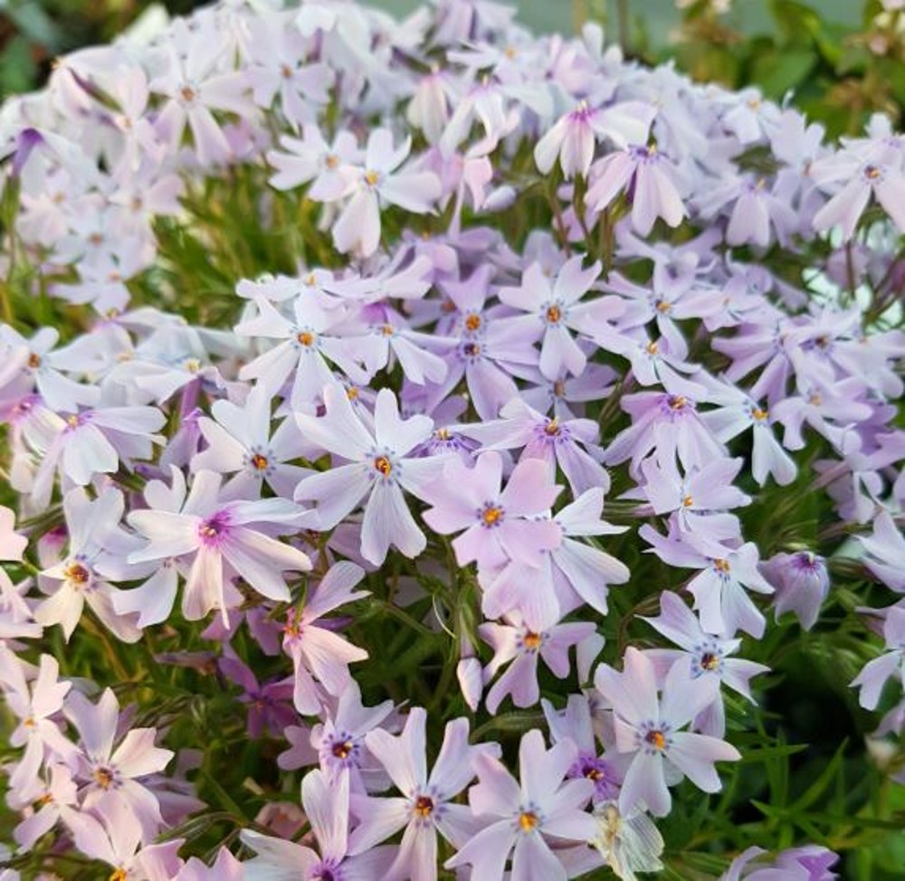 Phlox subulata 'Emerald Cushion Blue' | Farmyard Nurseries