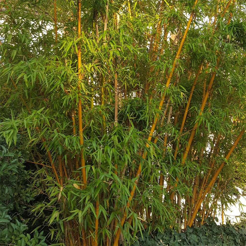 Phyllostachys aurea | Farmyard Nurseries