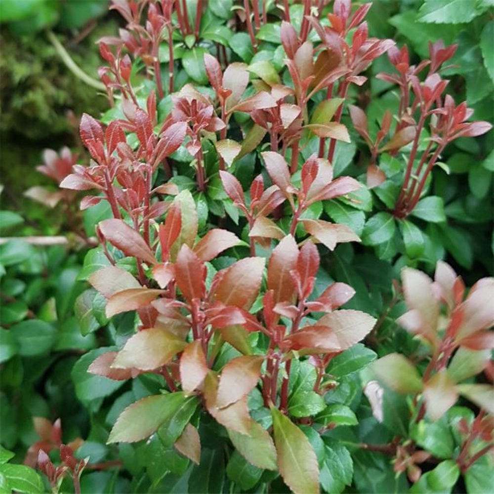 Pieris japonica 'Little Heath Green' | Farmyard Nurseries