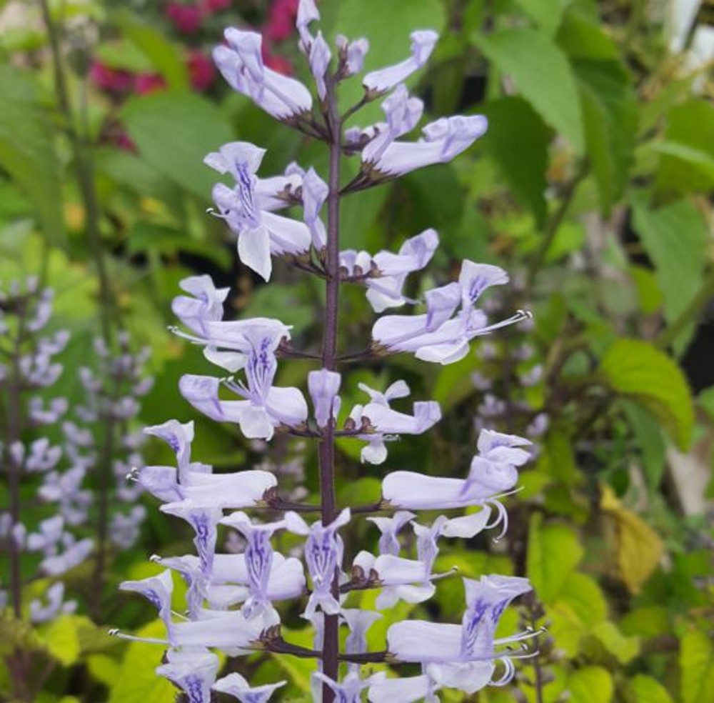 Plectranthus zuluensis | Farmyard Nurseries