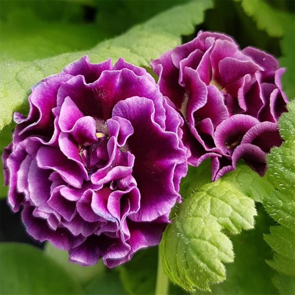 Primula auricula 'Rose Conjou' | Farmyard Nurseries