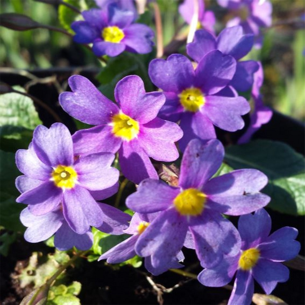 Primula pruhonicensis 'Blue Riband' | Farmyard Nurseries