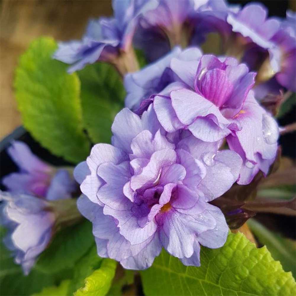 Петуния purple storm фото