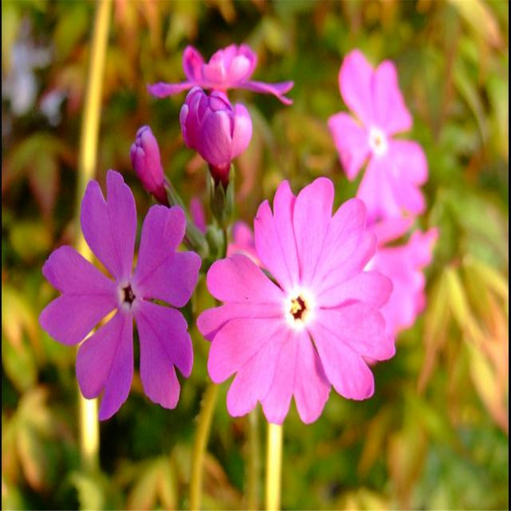 Primula sieboldii 'Vivid pink' | Farmyard Nurseries