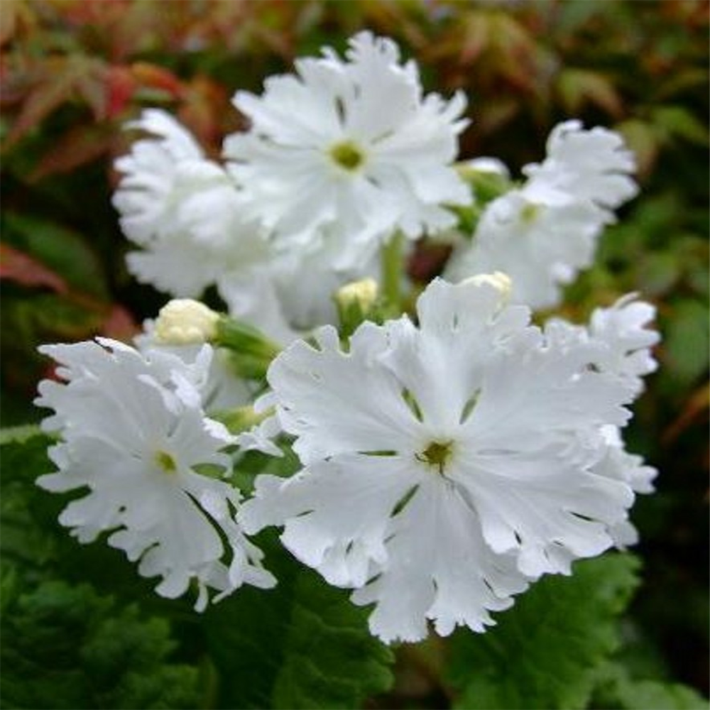 Primula sieboldii 'Alba' | Farmyard Nurseries