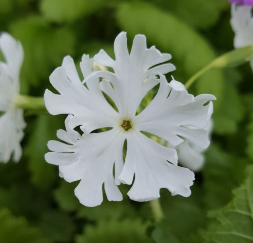 Primula Sieboldii 'frilly White' 