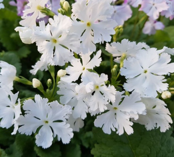 Primula sieboldii 'Frilly White' | Farmyard Nurseries