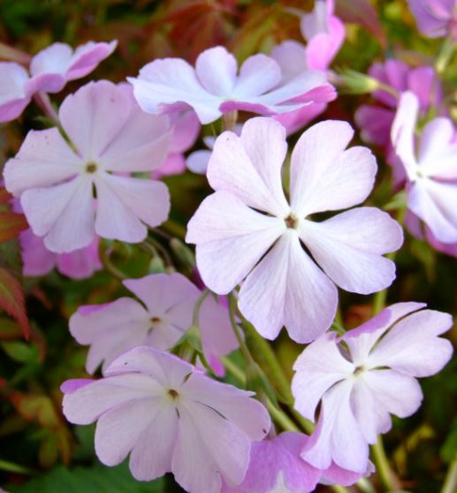 Primula sieboldii 'Hanaguruma' | Farmyard Nurseries