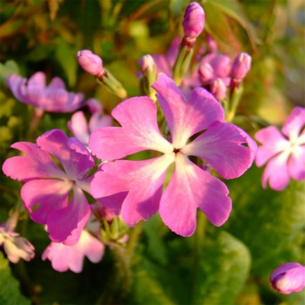 Primula sieboldii 'Mitanohikari' | Farmyard Nurseries