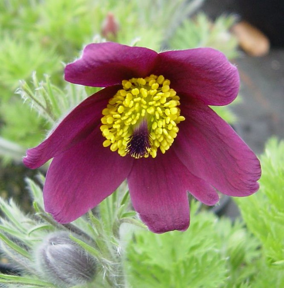 Pulsatilla vulgaris mixed colours | Farmyard Nurseries