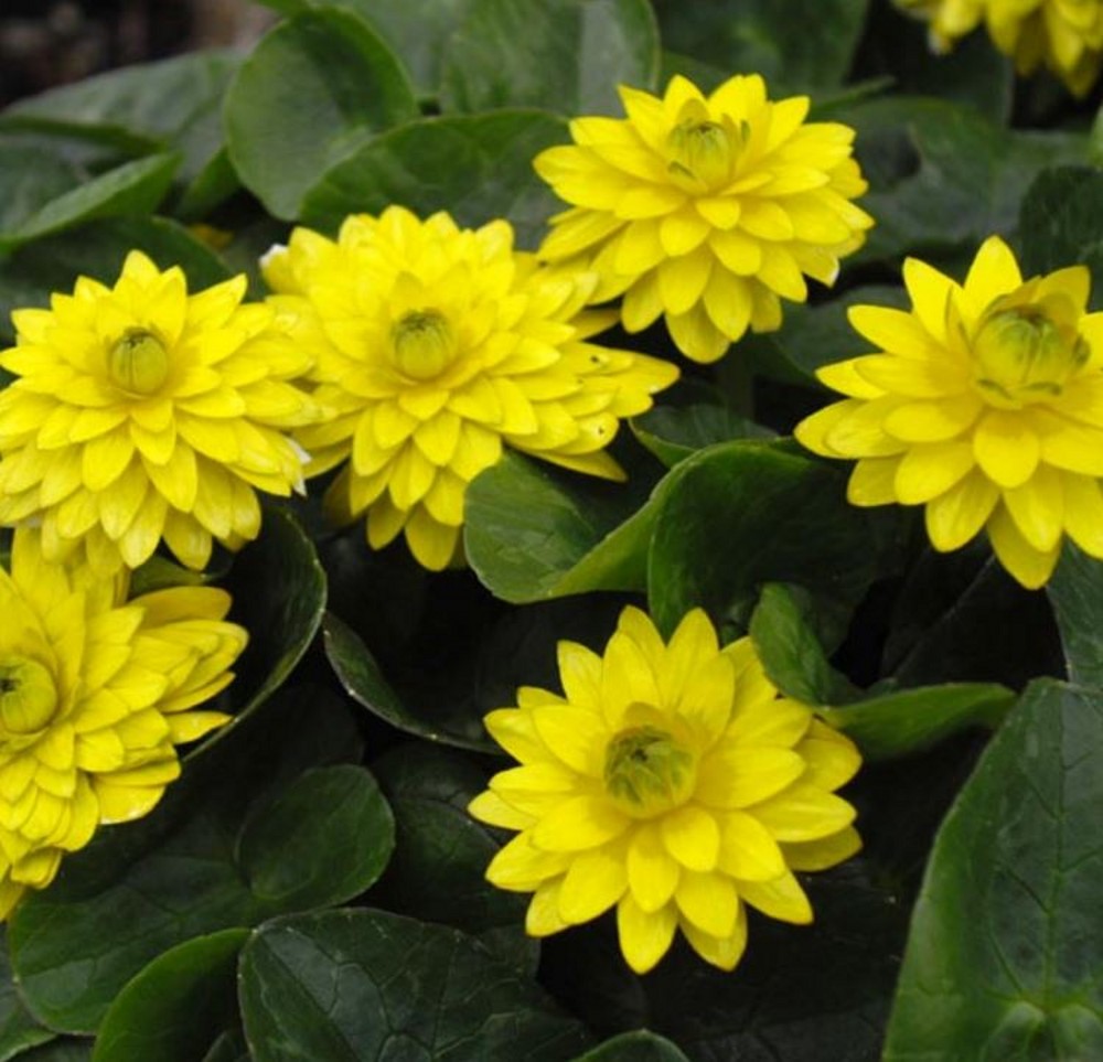 Ranunculus ficaria 'Flore-Plena' | Farmyard Nurseries