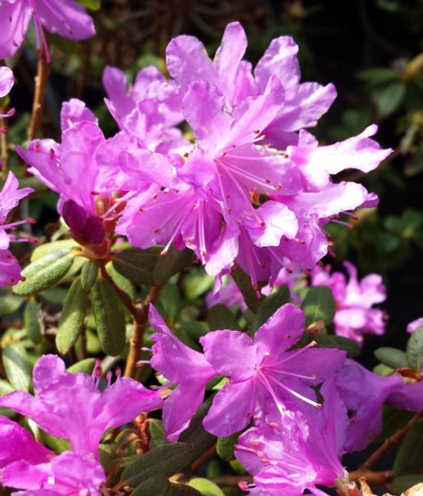 Rhododendron Hippophaeoides 