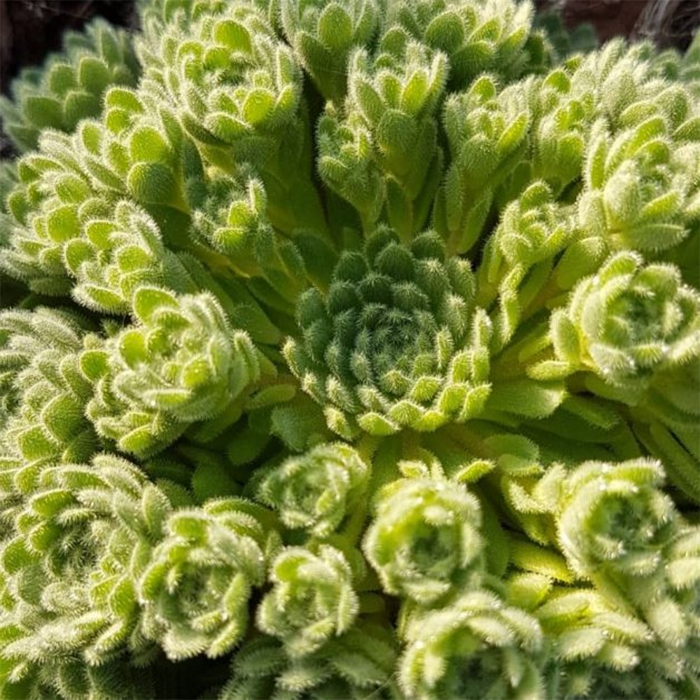 Rosularia chrysantha | Farmyard Nurseries