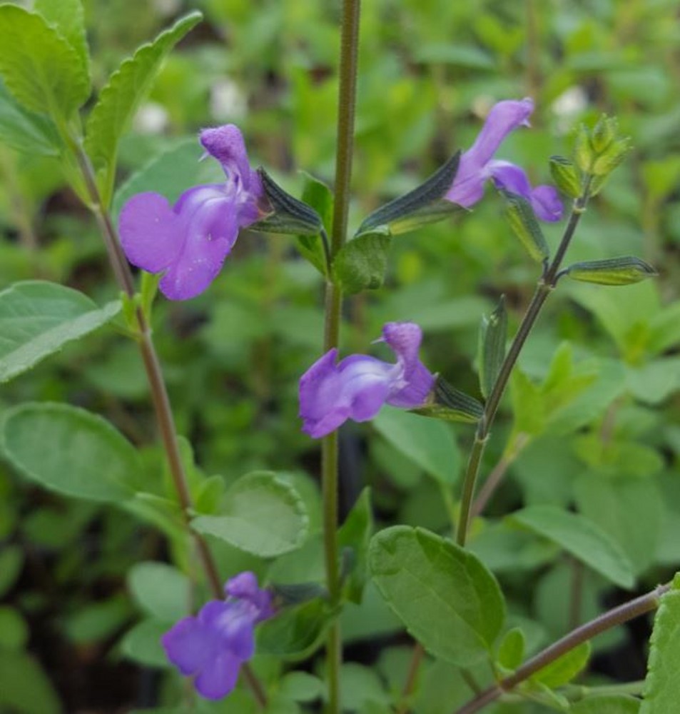 Salvia 'African Skies' | Farmyard Nurseries