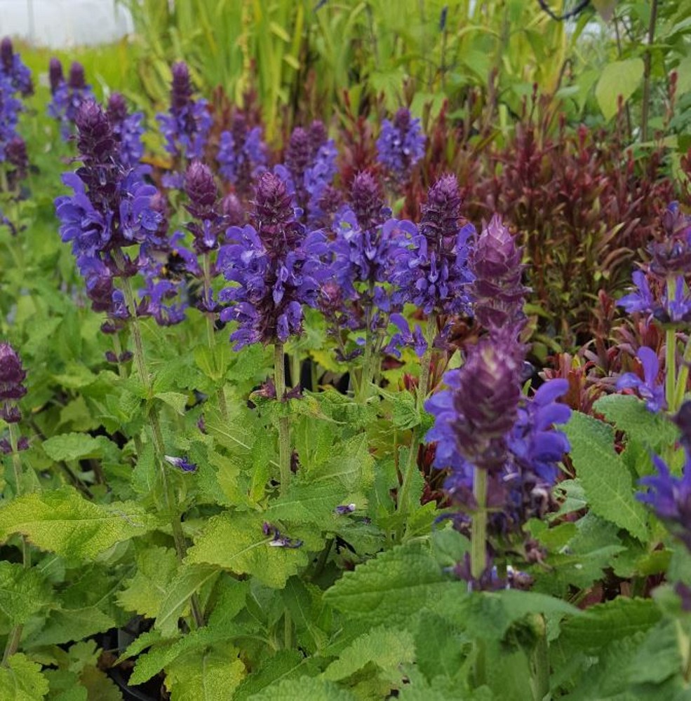 Salvia 'Blue Marvel' | Farmyard Nurseries