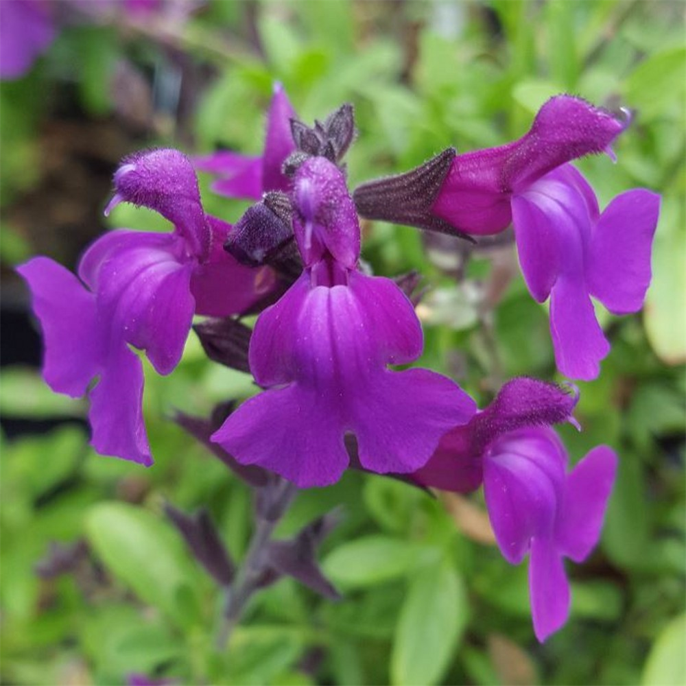 Salvia 'Mirage Dark Purple' | Farmyard Nurseries