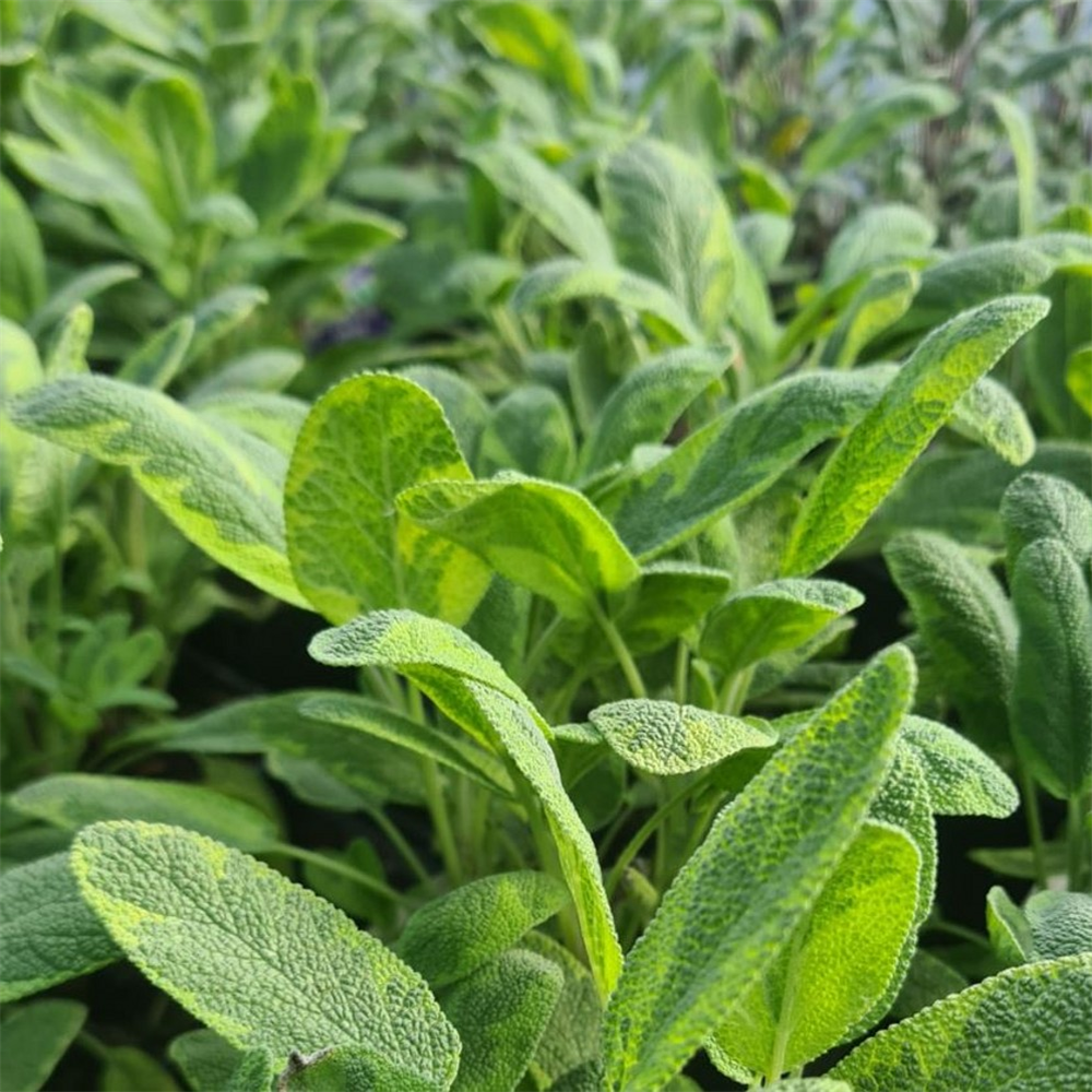 Salvia officinalis 'Icterina' | Farmyard Nurseries