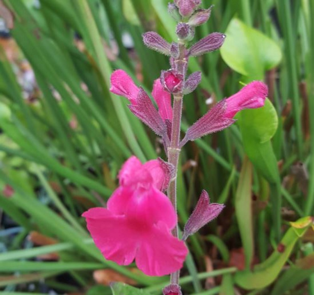 Salvia 'Pennys Smile' | Farmyard Nurseries