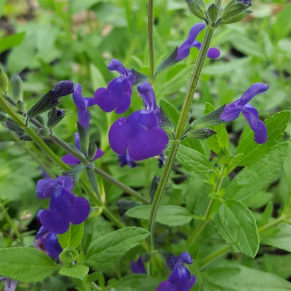 Salvia 'Purple Queen' | Farmyard Nurseries