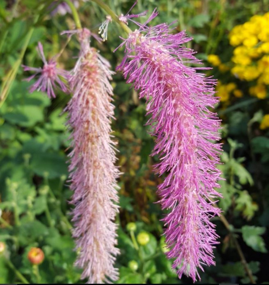 Sanguisorba tenuifolia 'Big Pink' | Farmyard Nurseries