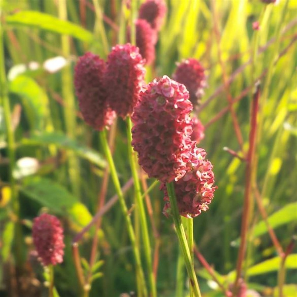 Sanguisorba officinalis 'Tanna' | Farmyard Nurseries