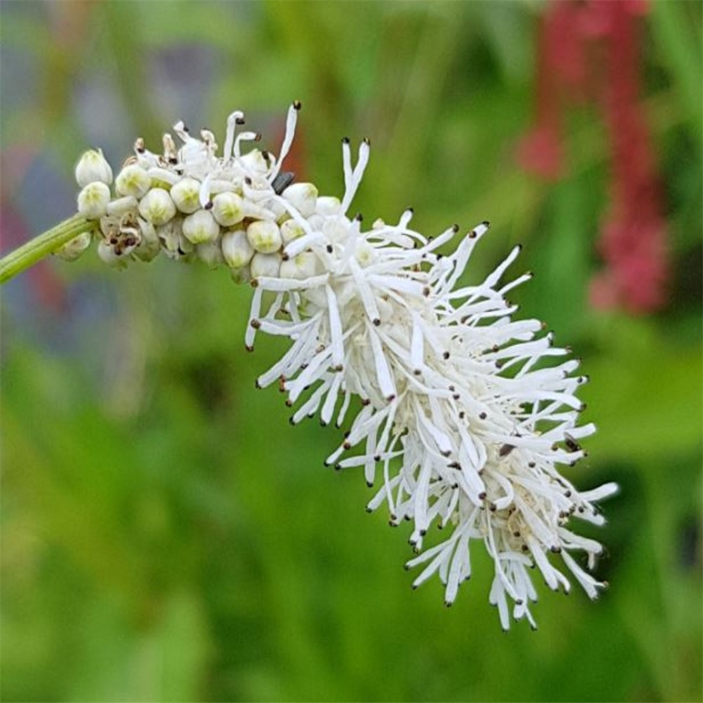 Sanguisorba tenuifolia var alba | Farmyard Nurseries