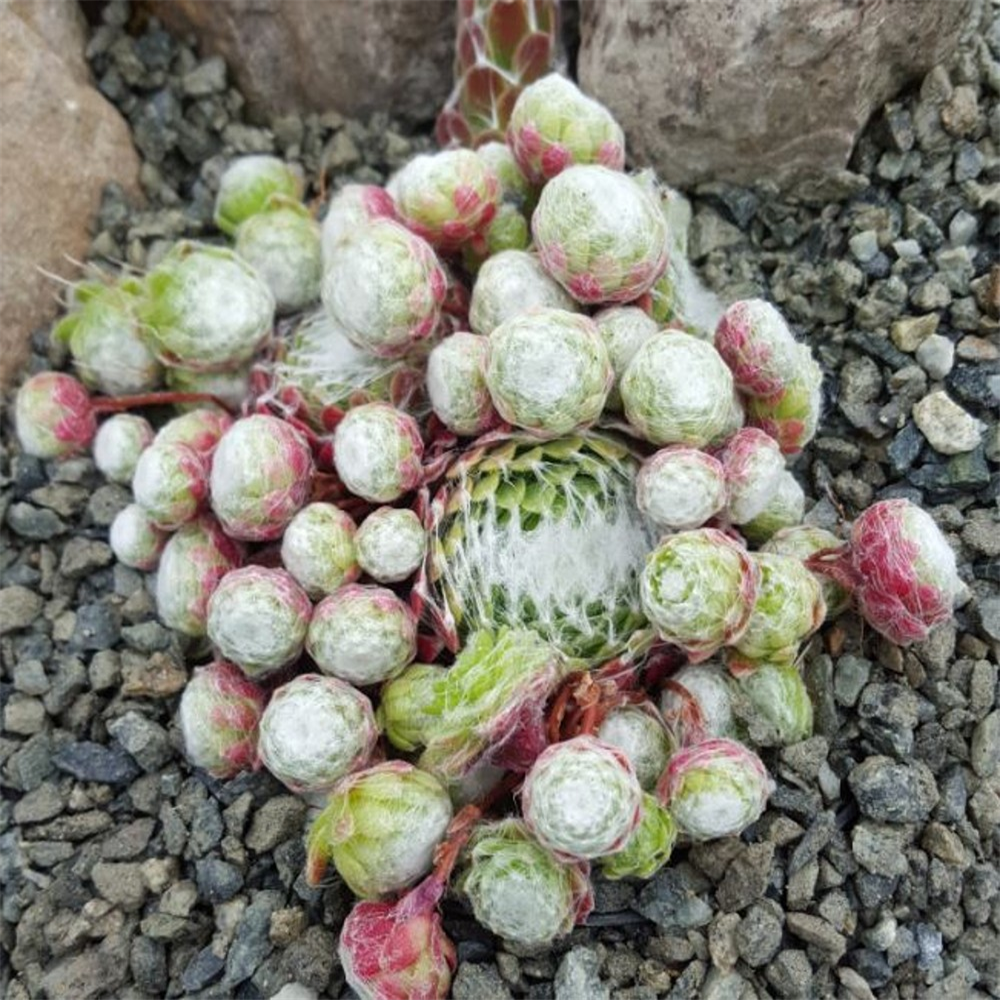 Sempervivum arachnoideum Giant Form | Farmyard Nurseries