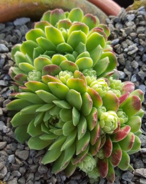 Sempervivum 'Edward Balls' | Farmyard Nurseries