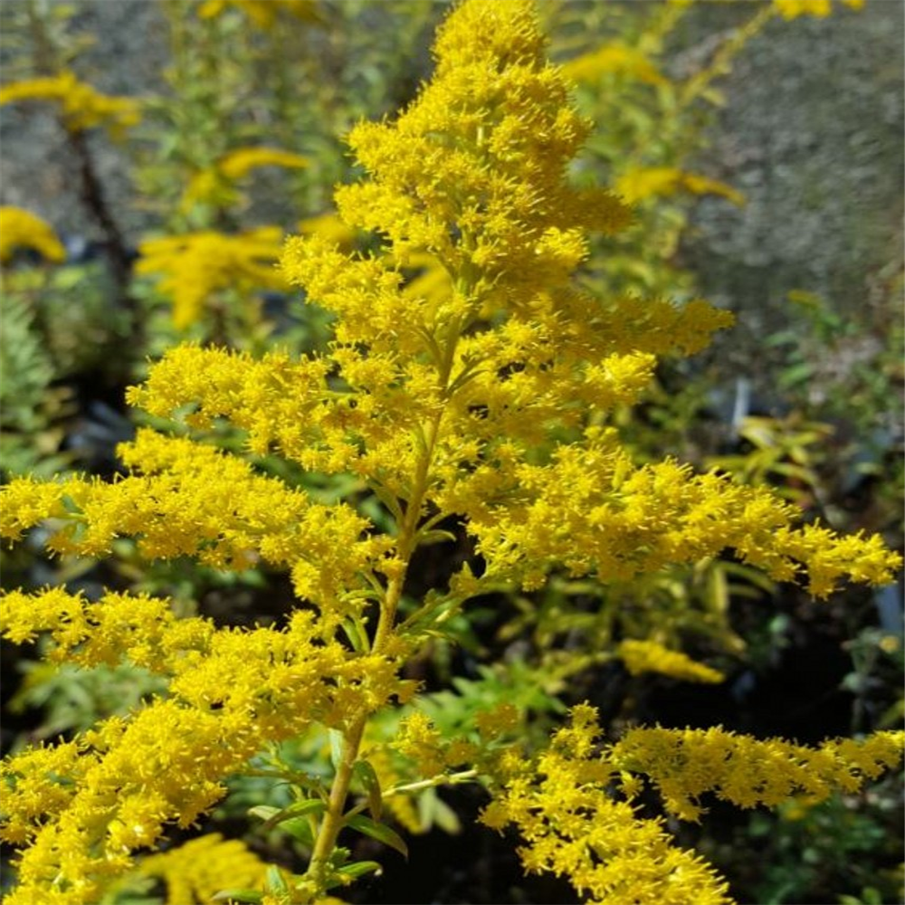 Solidago Gigantea Farmyard Nurseries   Solidago Gigantea 