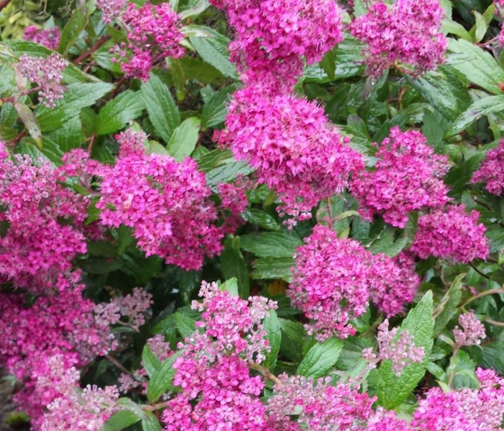 Spiraea japonica 'Anthony Waterer' | Farmyard Nurseries