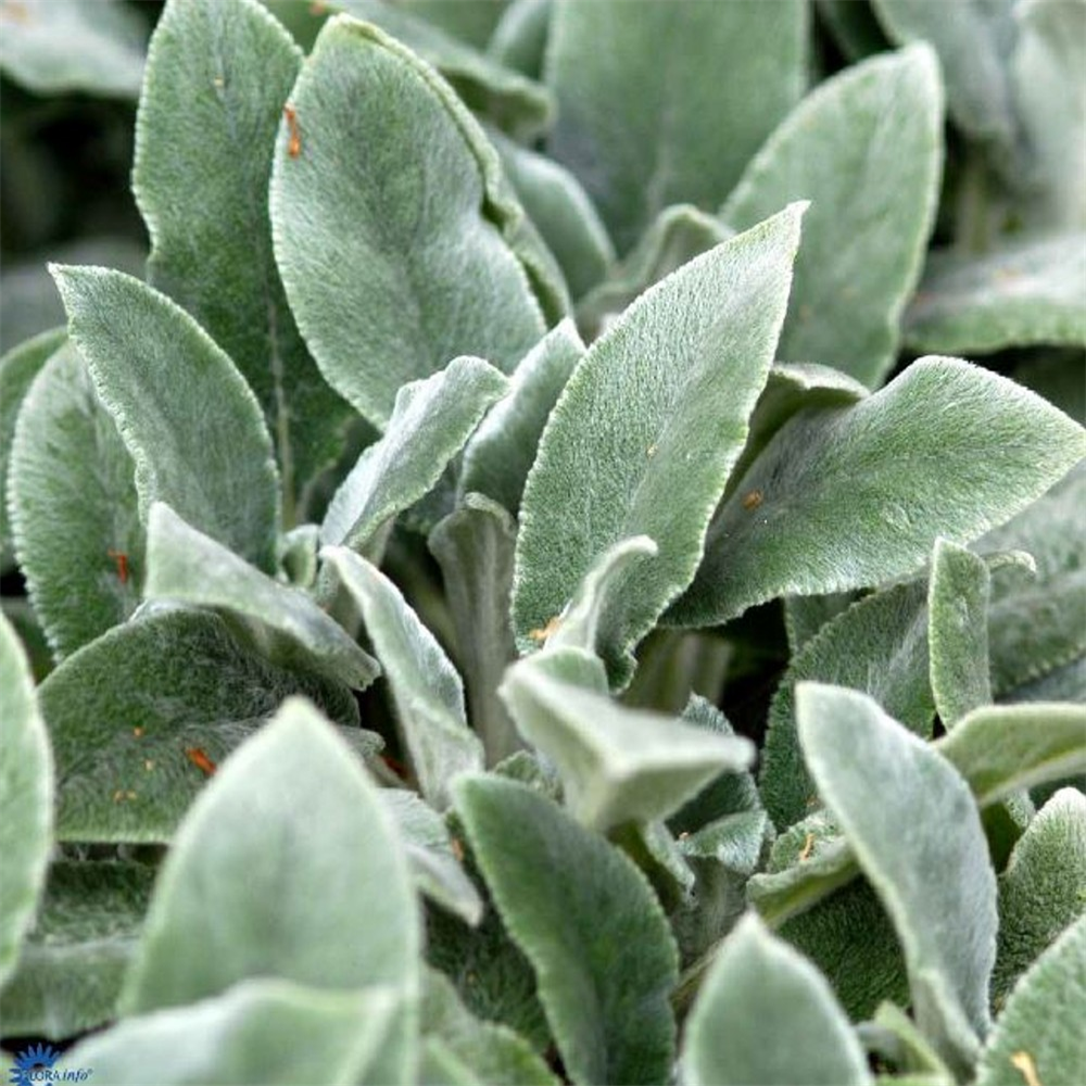 Stachys byzantina 'Silver Carpet' | Farmyard Nurseries