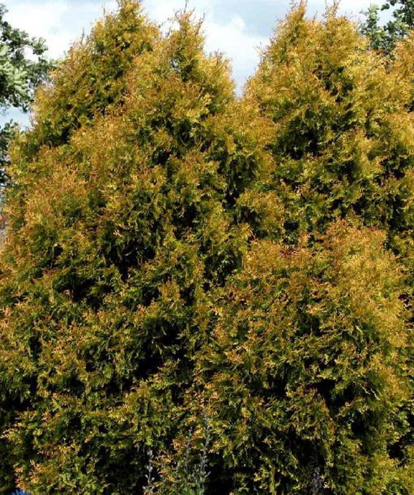 Thuja occidentalis 'Rheingold' | Farmyard Nurseries