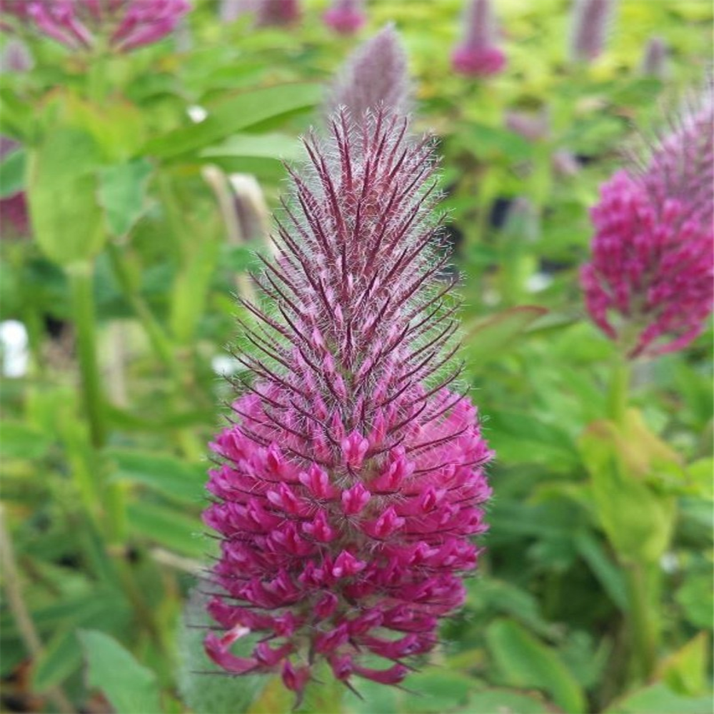 Trifolium rubens | Farmyard Nurseries